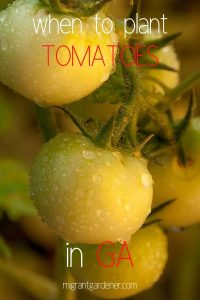 Planting tomatoes in GA