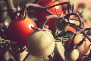 Best tomato varieties for Pennsylvania