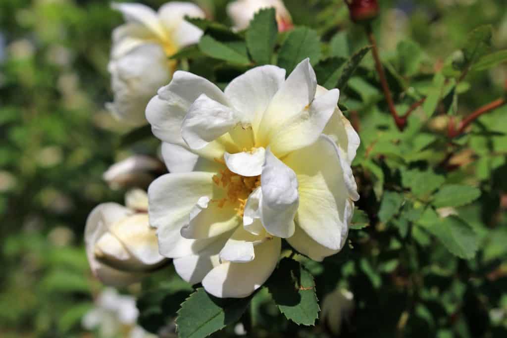 When to prune my roses in Pacific Northwest
