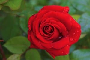 When to plant roses in New England