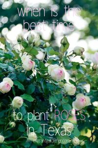 When to plant roses in Texas