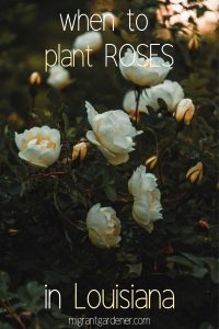 When should you plant roses in Louisiana