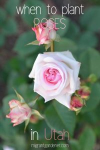 when should you plant roses in Utah