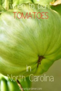 Best time to plant tomatoes in North Carolina