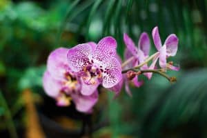 Phalaenopsis pot type