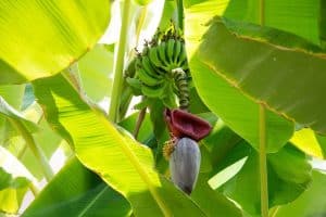 where to plant banana trees