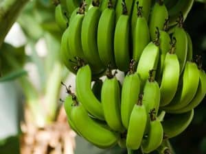 when to fertilize banana trees