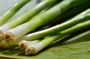 how to grow green onions in water