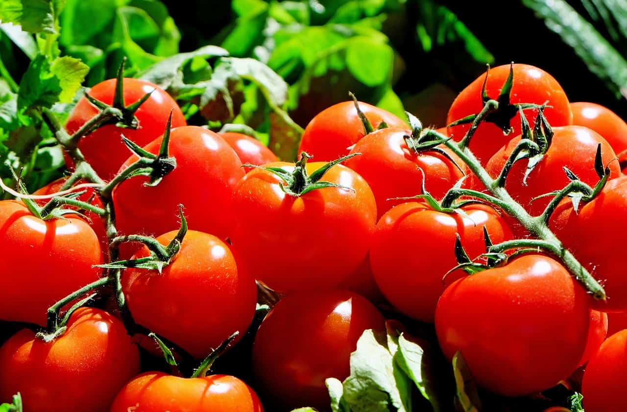 How to grow container tomatoes