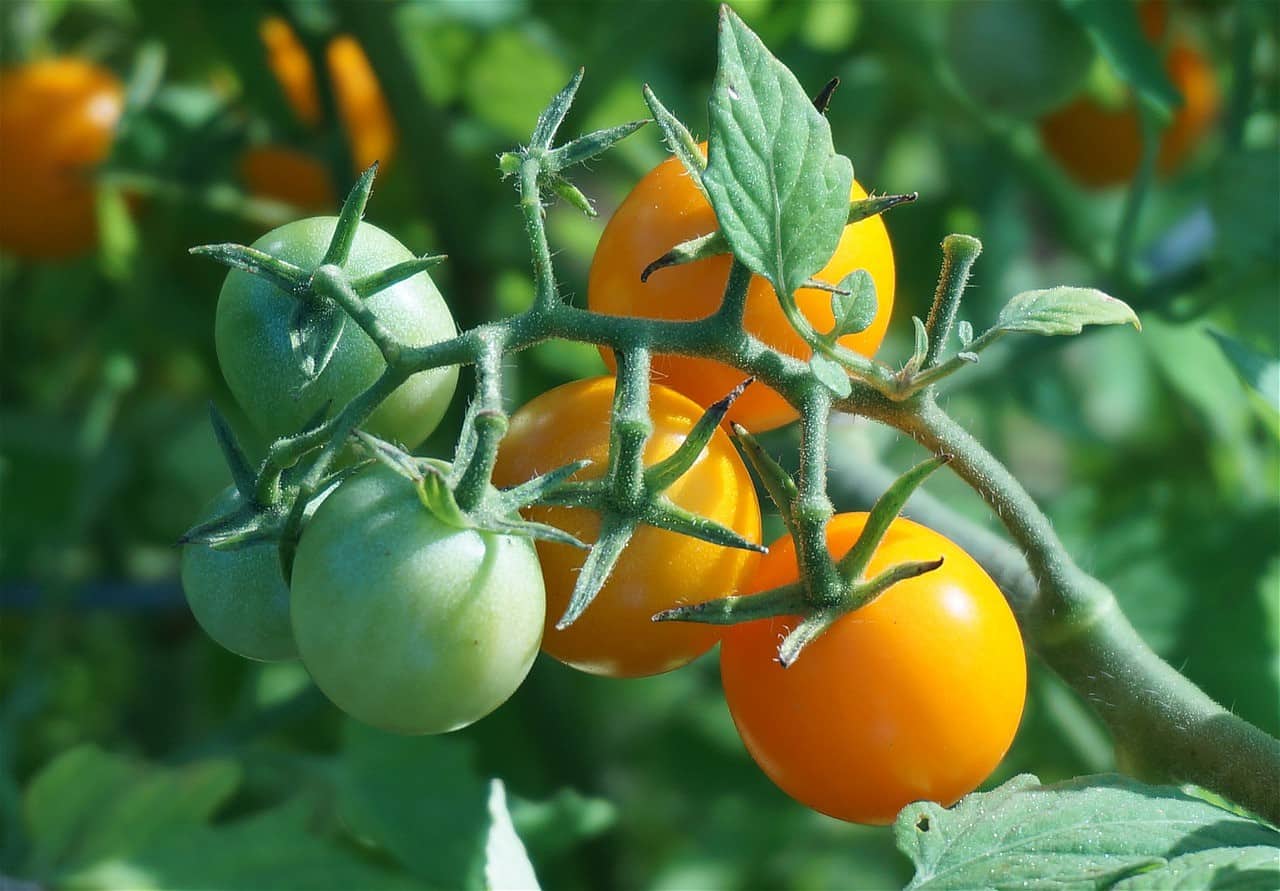 how to grow Golden Boy tomatoes