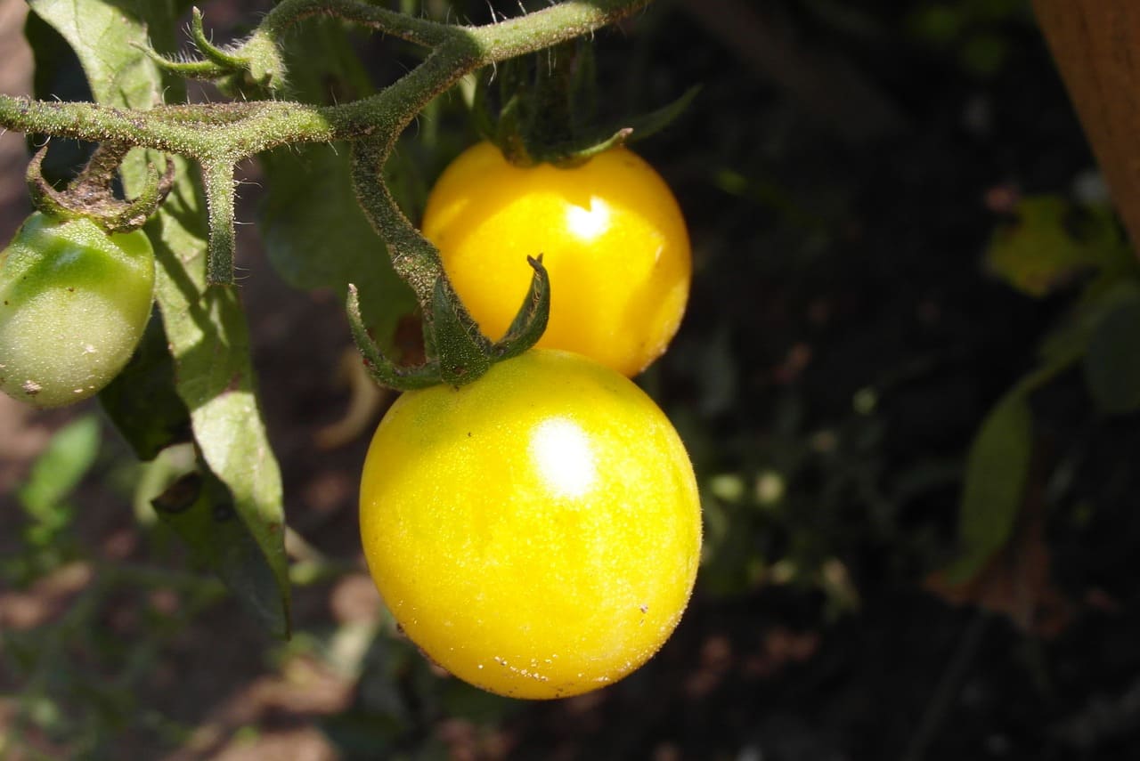 How to Grow Golden Jubilee Tomato