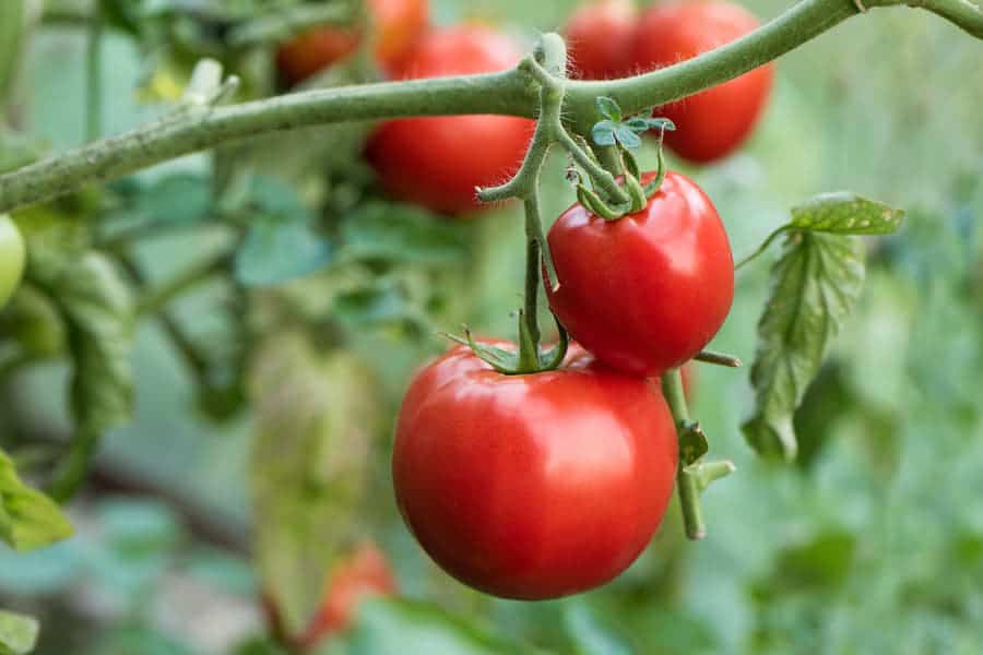 Can you grow Campari tomatoes from seed