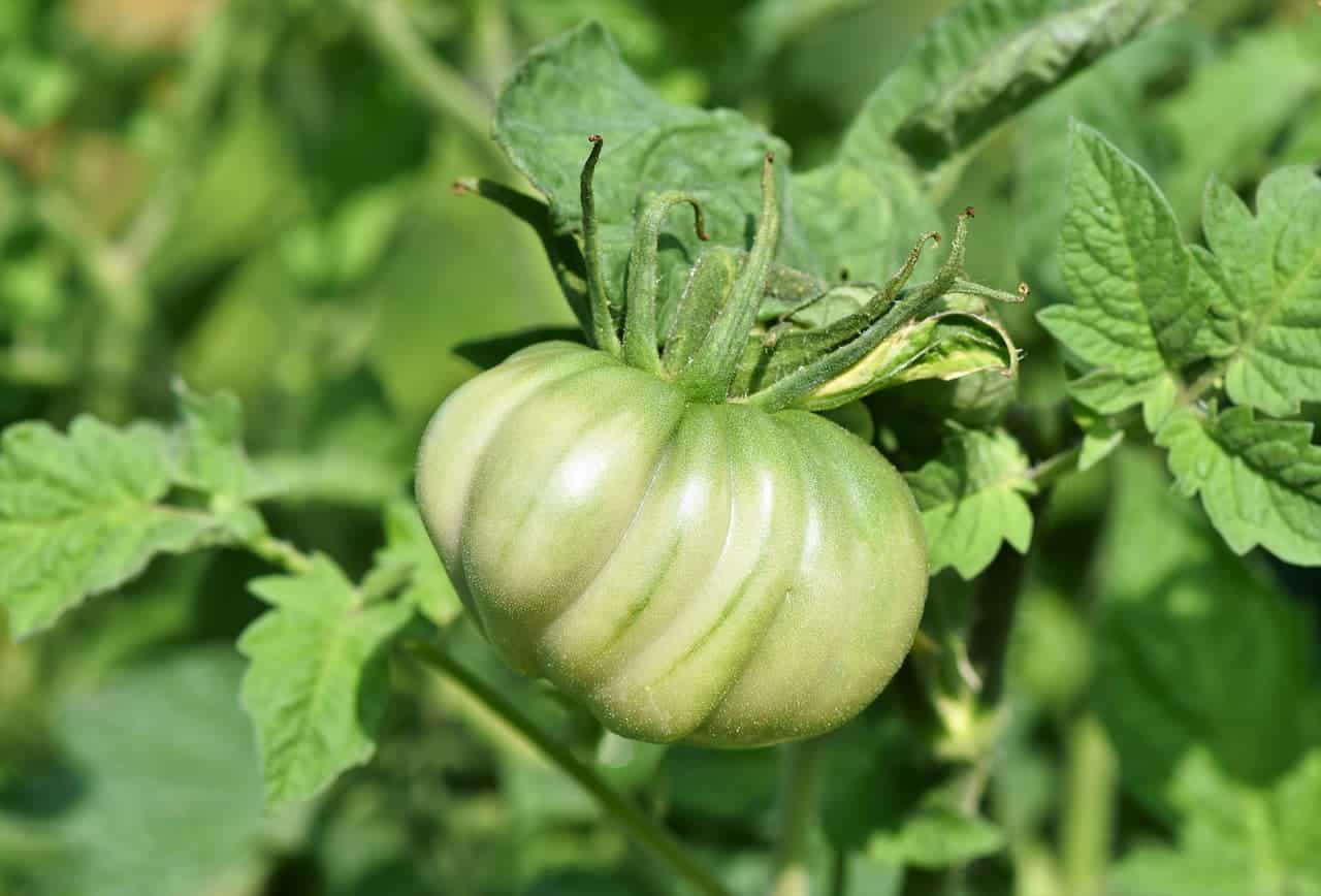 Growing Aunt Ruby’s German Green Beefsteak tomato