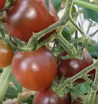 How to grow Black Russian tomatoes