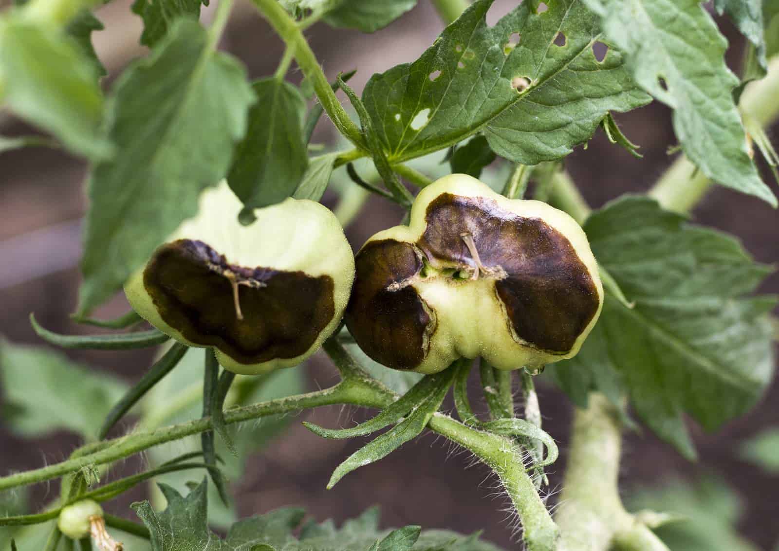 What causes tomato blossom end rot