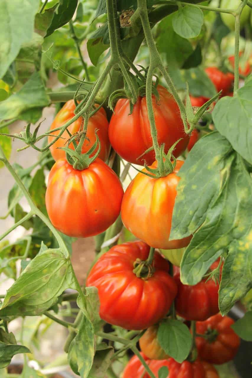 how to grow Cuore di Bue tomatoes