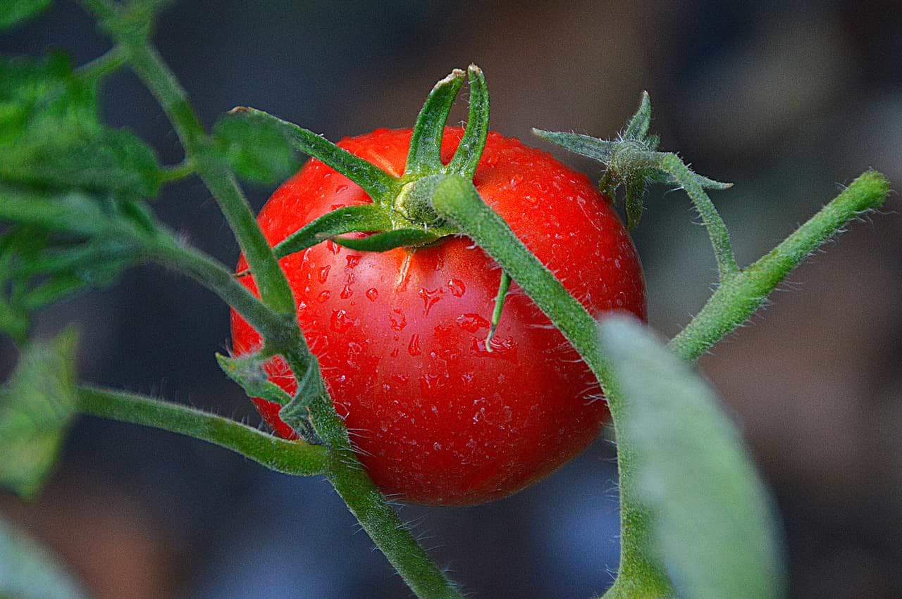 The difference between indeterminate and determinate tomatoes