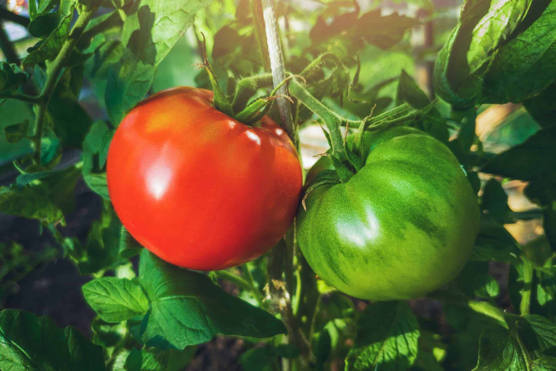 How to grow Green Zebra tomatoes