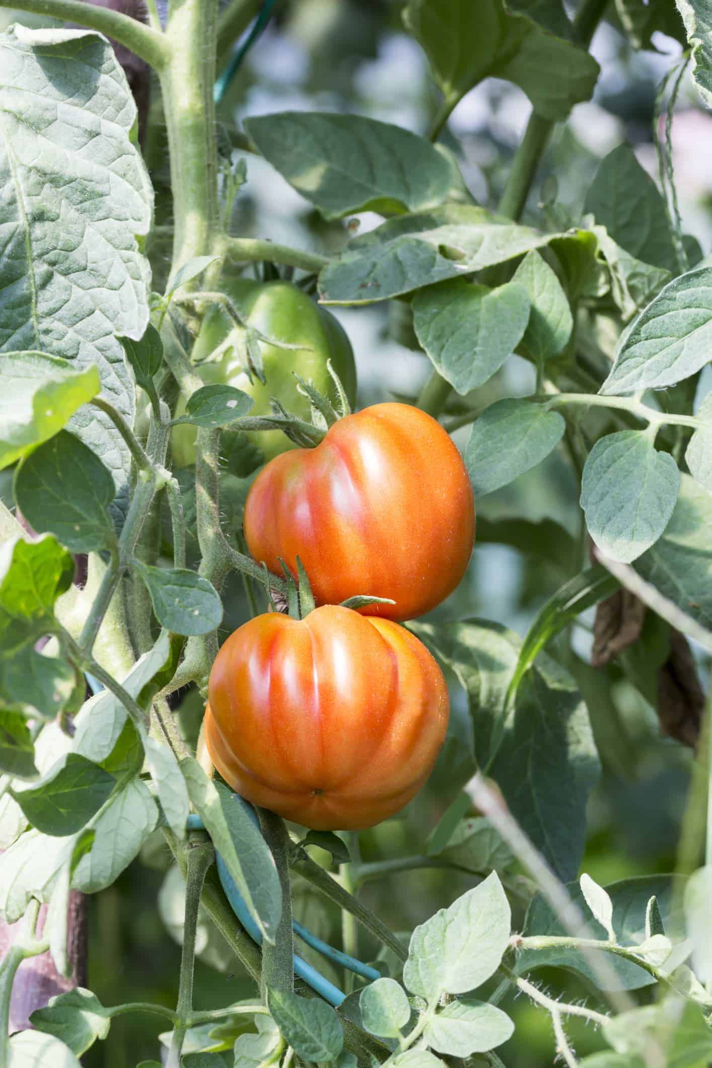 What's the difference between and heirloom tomato and other tomatoes