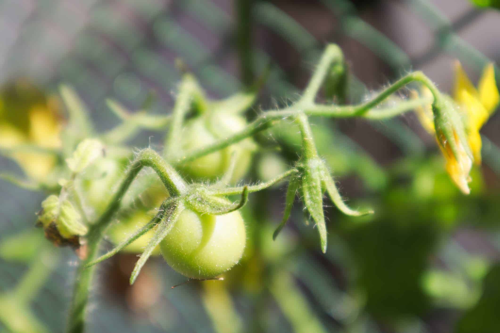 How to grow tomatoes in Oregon