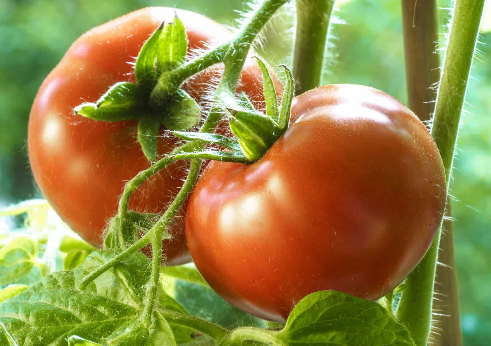 Tomatoes for hot climates