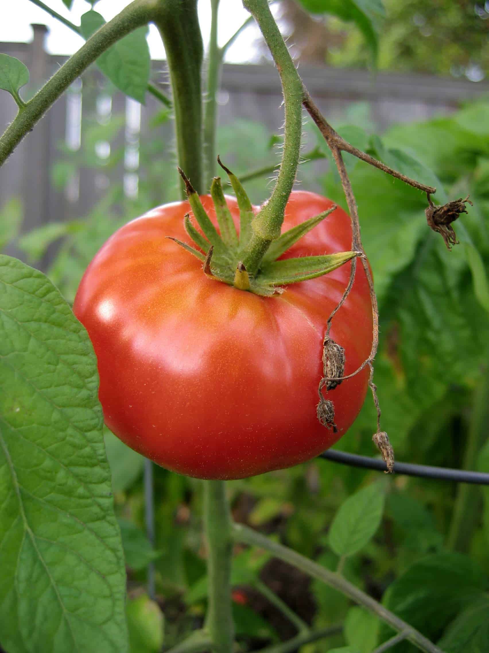 How to grow Mortgage Lifter heirloom tomatoes