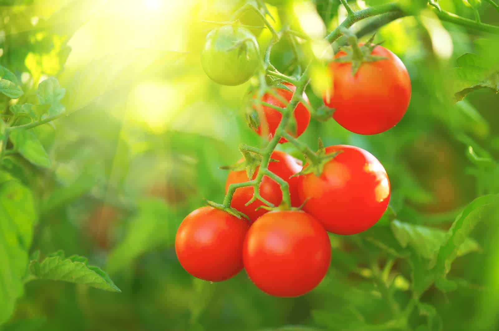 Growing Solar Flare tomatoes