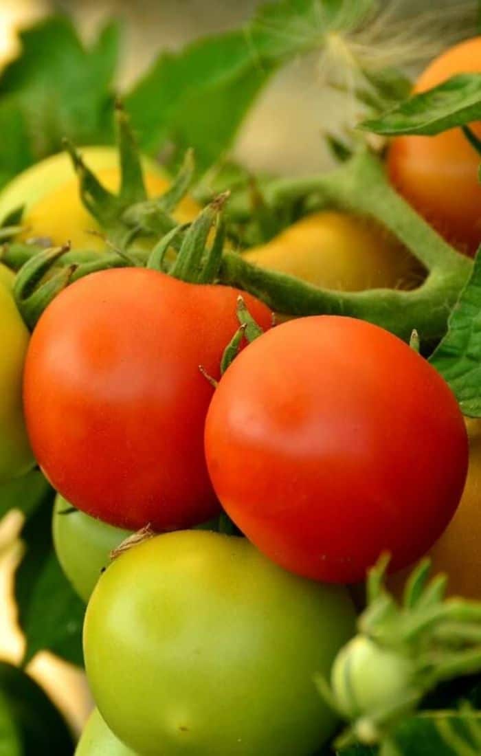 How to grow Stupice tomato plants