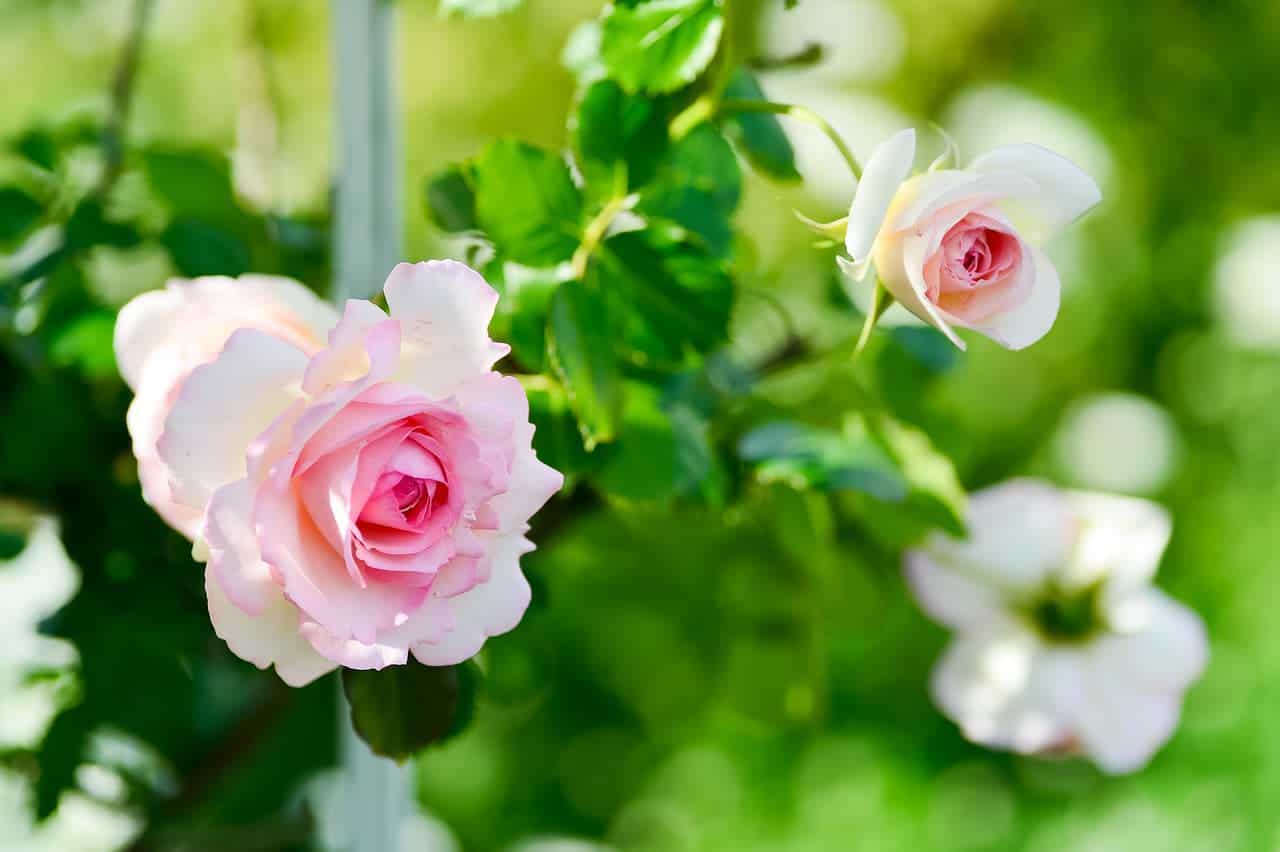 How to transplant roses