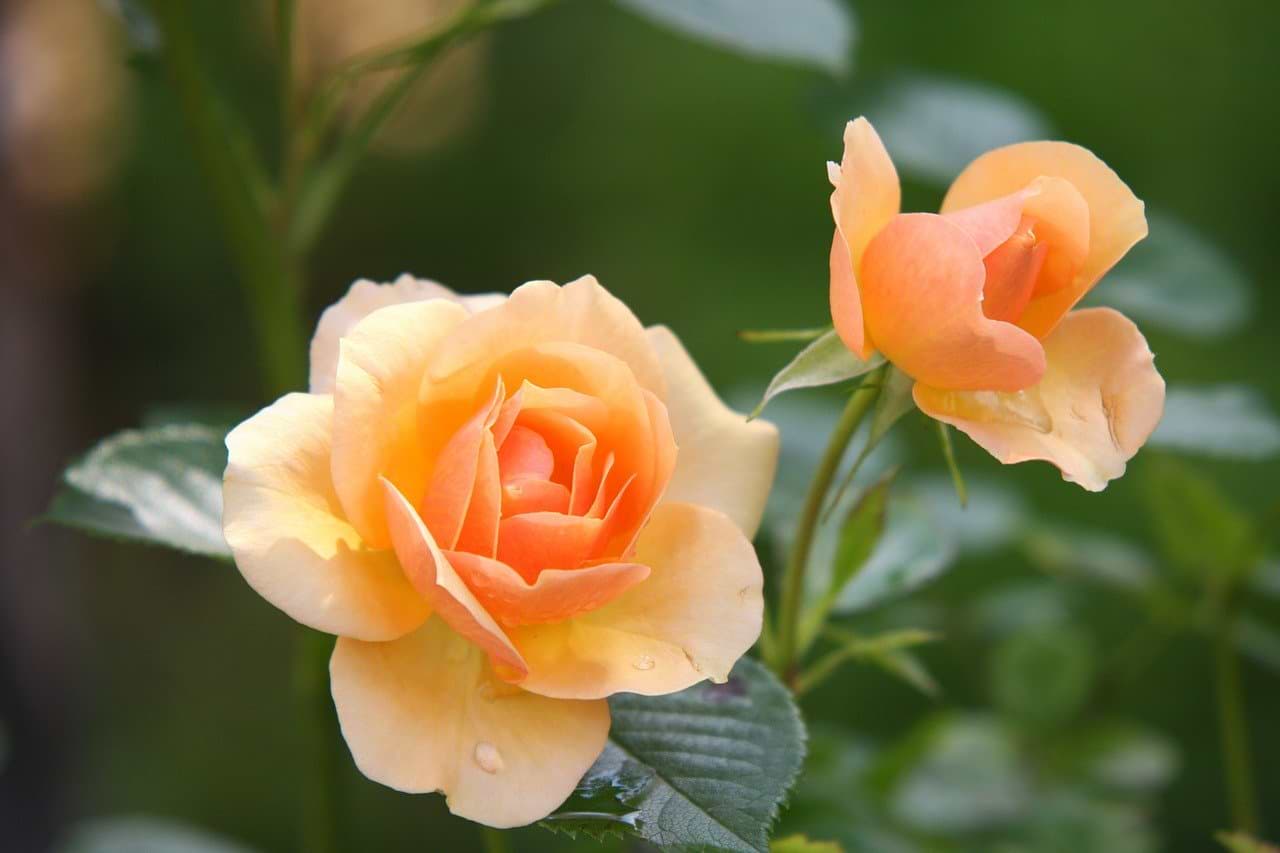 What is the best time to transplant roses