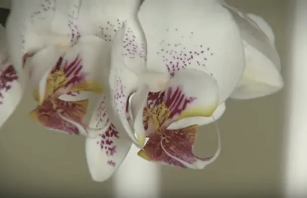 How long do orchids last for?