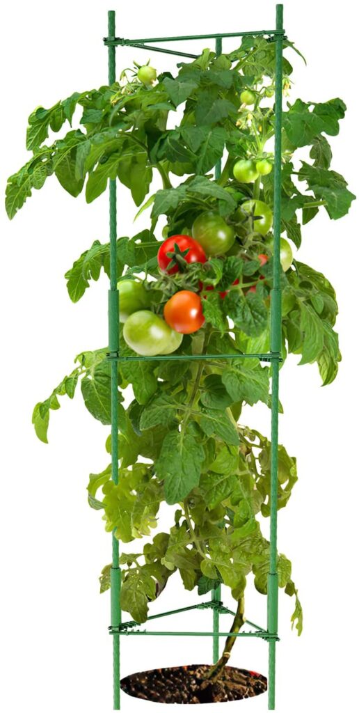 K-Brands tomato stacking ladders - Champion tomato