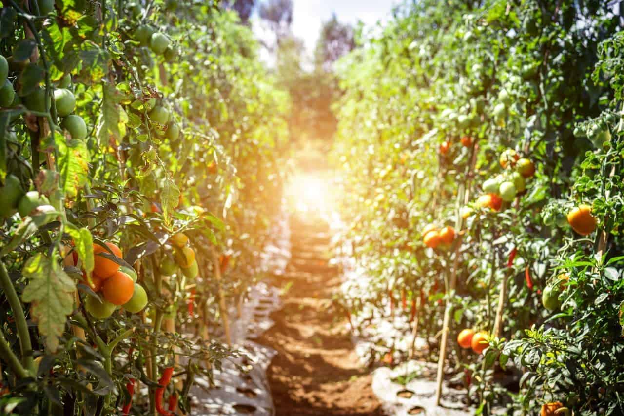 Planting tomatoes in Ohio