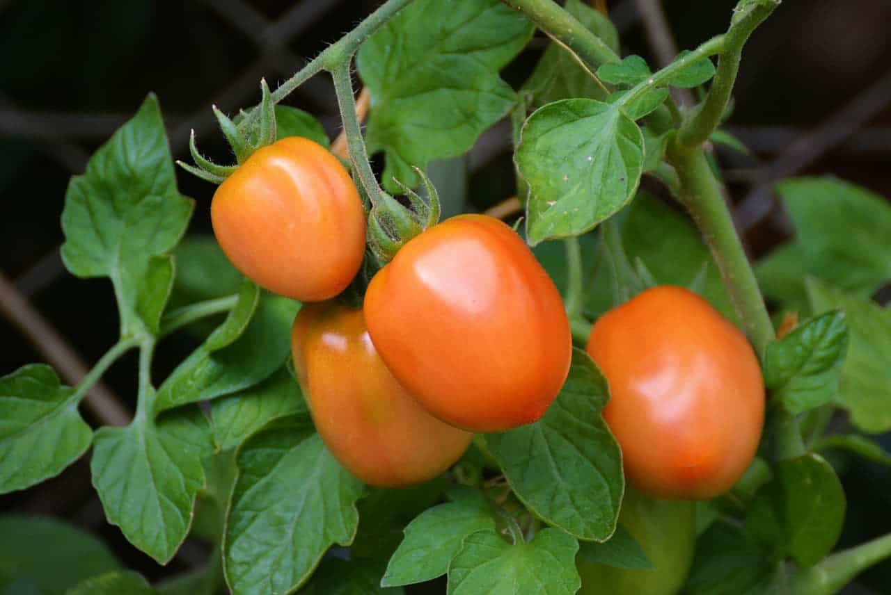 When to plant tomatoes in Newport News, Virginia