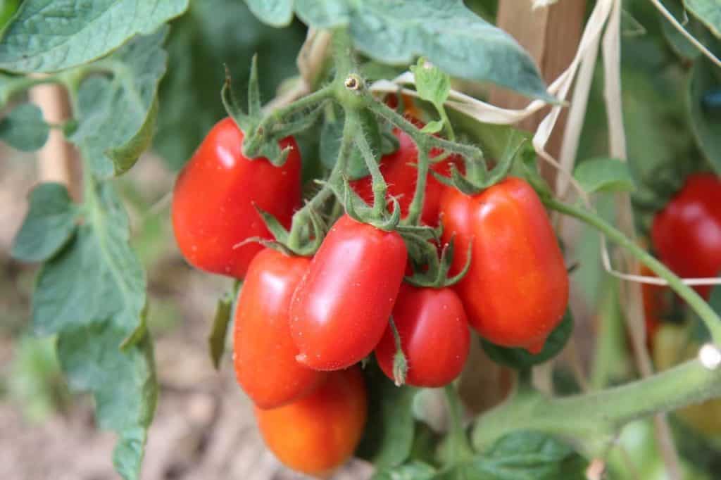 miroma tomato
