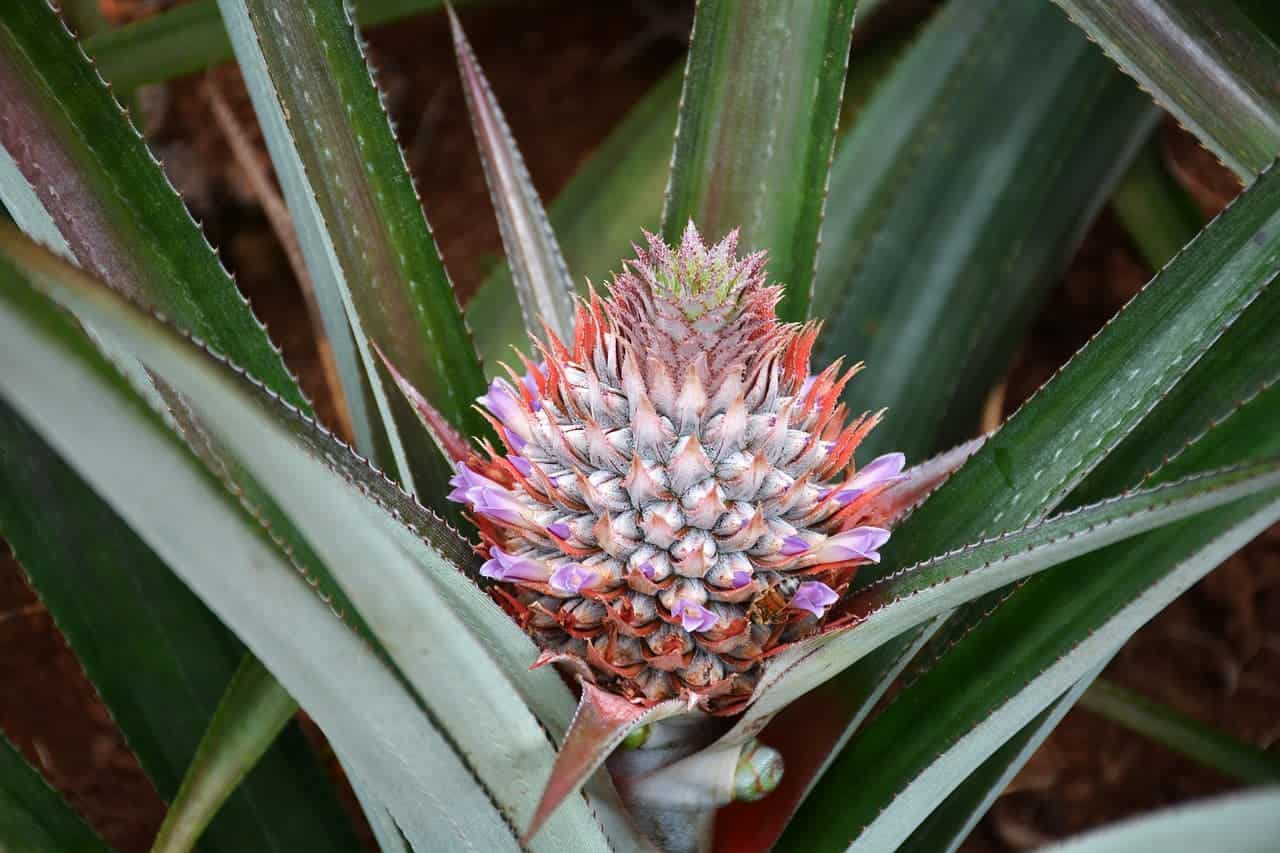 how to force a pineapple plant to flower