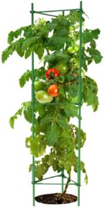 K-Brands Tomato Cages for Golden Jubilee tomato