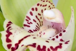 How Do I Care for Indoor Orchids